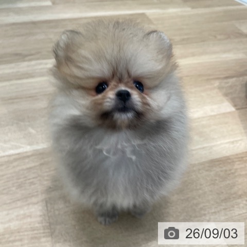 ポメラニアンの写真