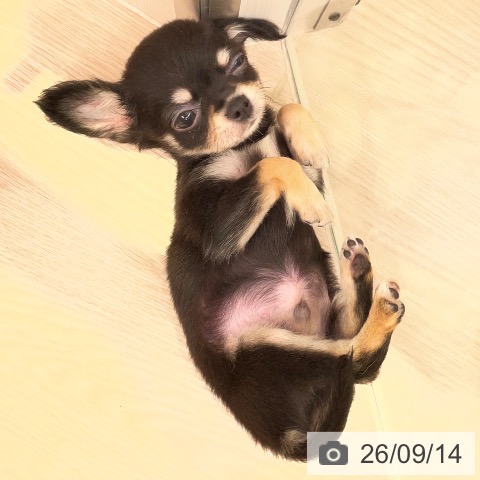チワワの写真