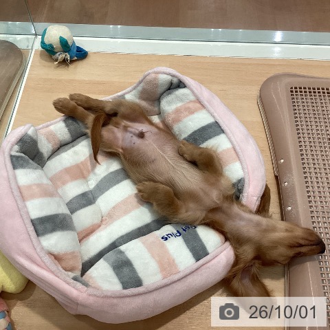 神奈川県のミニチュアダックスフンド(ロング) (ペットプラス 海老名店/2026年7月1日生まれ/男の子/ゴールド)の子犬の4枚目の画像