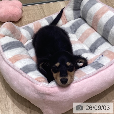 ミニチュア・ダックスフンドの写真
