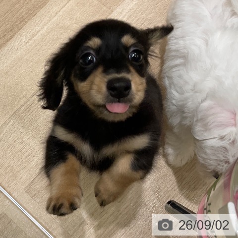 ミニチュア・ダックスフンドの写真