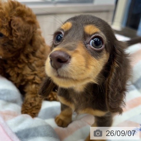 神奈川県のミニチュアダックスフンド(ロング) (ペットプラス 武蔵小杉店/2026年7月2日生まれ/男の子/チョコレートタン)の子犬の3枚目の画像