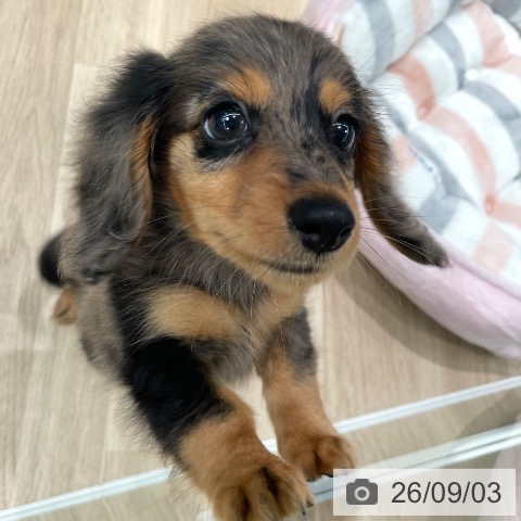 ミニチュア・ダックスフンドの写真