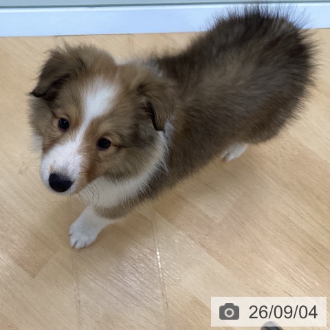 シェットランド・シープドッグの写真