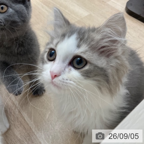 ラガマフィンの写真