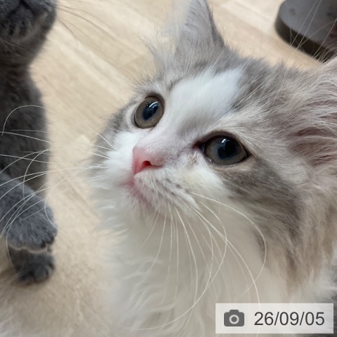 ラガマフィンの写真