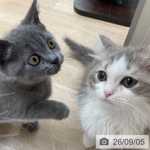ラガマフィンの写真