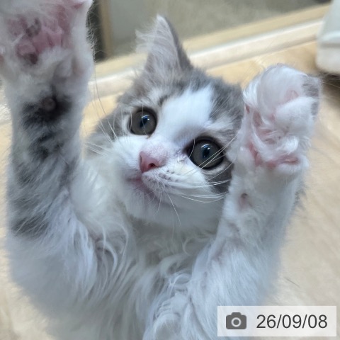 福岡県のラガマフィン (ペットプラス ららぽーと福岡店/2026年6月20日生まれ/男の子/ブルータビーホワイト)の子猫の4枚目の画像