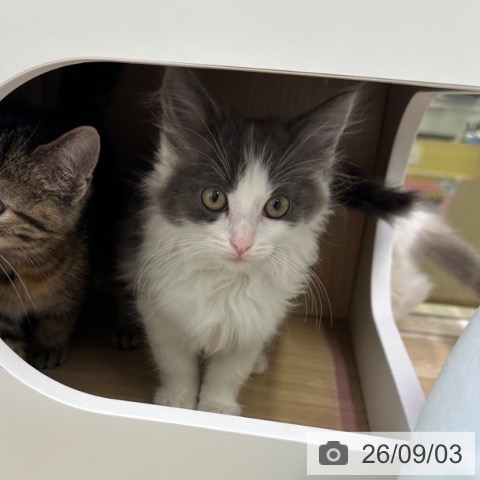 ノルウェージャンフォレストキャットの写真