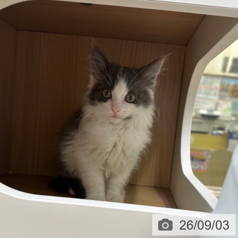 ノルウェージャンフォレストキャットの写真