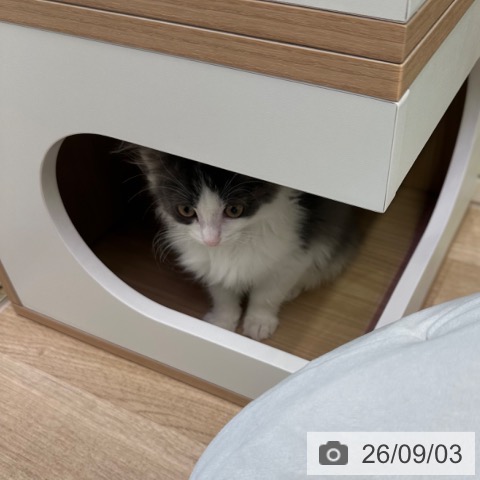 ノルウェージャンフォレストキャットの写真