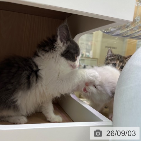 ノルウェージャンフォレストキャットの写真