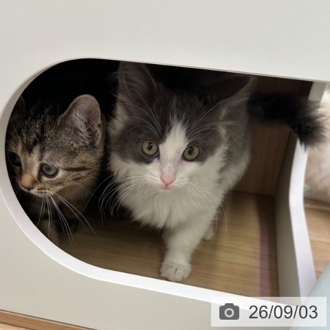 ノルウェージャンフォレストキャットの写真