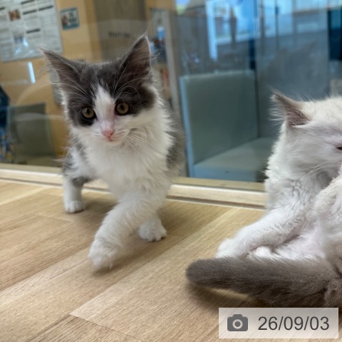 ノルウェージャンフォレストキャットの写真