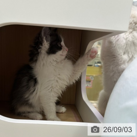 ノルウェージャンフォレストキャットの写真