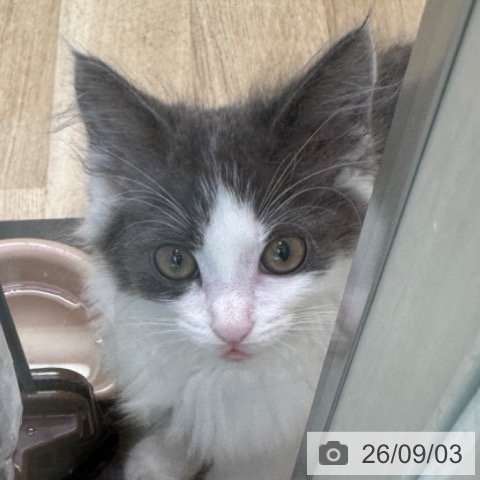 ノルウェージャンフォレストキャットの写真