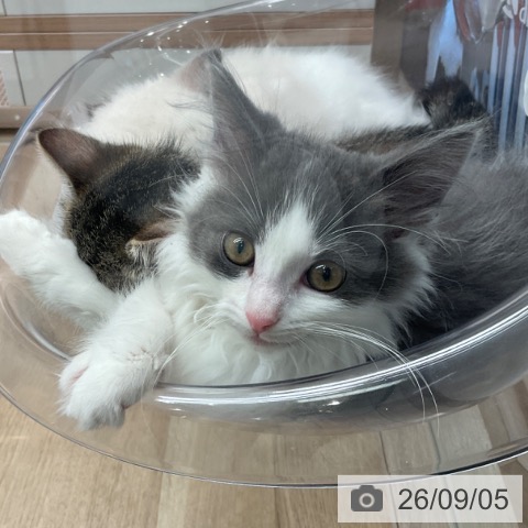ノルウェージャンフォレストキャットの写真