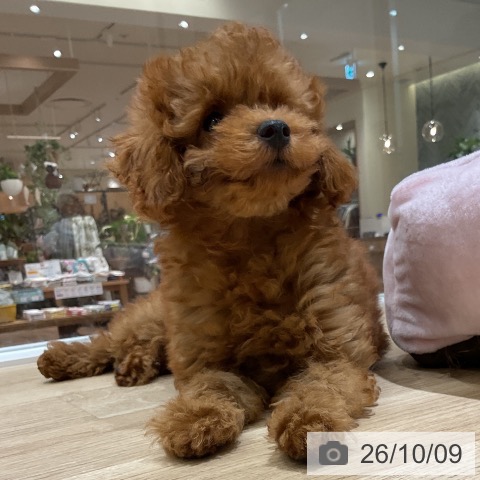 神奈川県のトイプードル(トイ) (ペットプラス モザイクモール港北店/2026年7月3日生まれ/男の子/レッド)の子犬の4枚目の画像