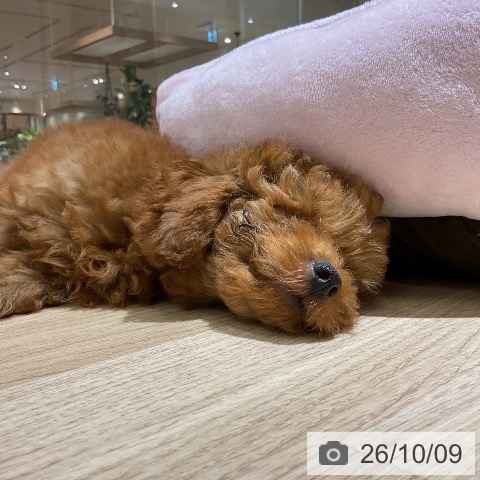 神奈川県のトイプードル(トイ) (ペットプラス モザイクモール港北店/2026年7月3日生まれ/男の子/レッド)の子犬の3枚目の画像