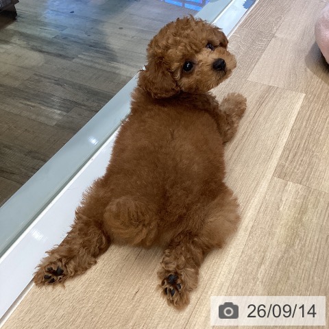 東京都のトイプードル(トイ) (ペットプラス むさし村山店/2026年7月3日生まれ/女の子/レッド)の子犬の4枚目の画像