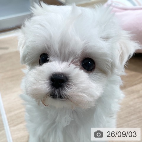 マルチーズの写真