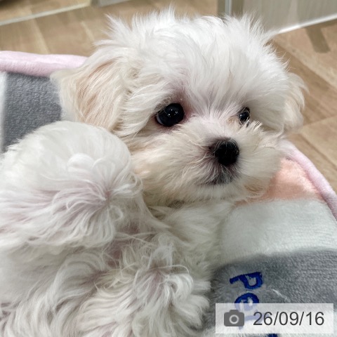 東京都のマルチーズ (ペットプラス 大井町トラックス店/2026年7月3日生まれ/女の子/ホワイト)の子犬の4枚目の画像