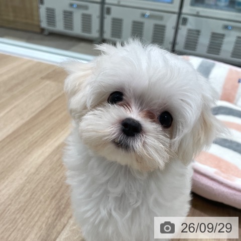 東京都のマルチーズ (ペットプラス 大井町トラックス店/2026年7月3日生まれ/女の子/ホワイト)の子犬の3枚目の画像