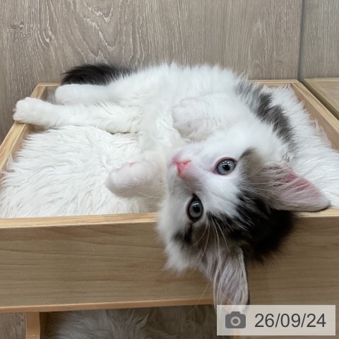 神奈川県のノルウェージャンフォレストキャット (ペットプラス 湘南平塚店/2026年6月30日生まれ/男の子/ブラウンタビーホワイト)の子猫の4枚目の画像