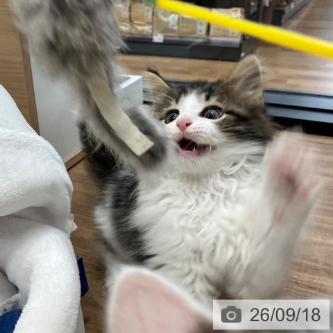 茨城県のノルウェージャンフォレストキャット (ペッツワン つくば店/2026年6月30日生まれ/男の子/ブラウンタビーホワイト)の子猫の4枚目の画像
