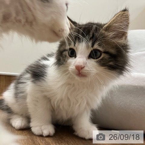 茨城県のノルウェージャンフォレストキャット (ペッツワン つくば店/2026年6月30日生まれ/男の子/ブラウンタビーホワイト)の子猫の3枚目の画像