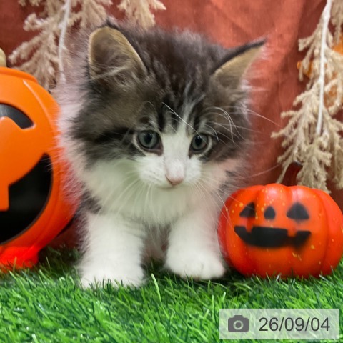 ノルウェージャンフォレストキャットの写真