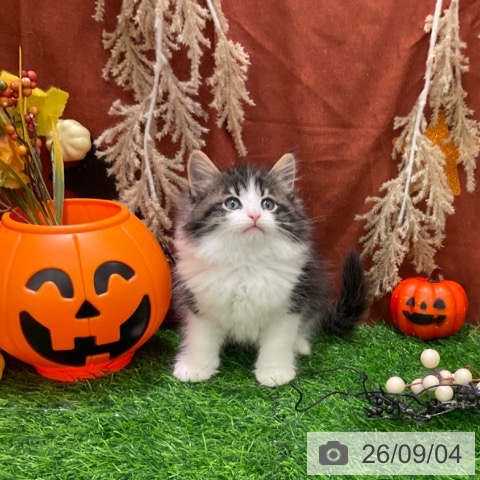 ノルウェージャンフォレストキャットの写真