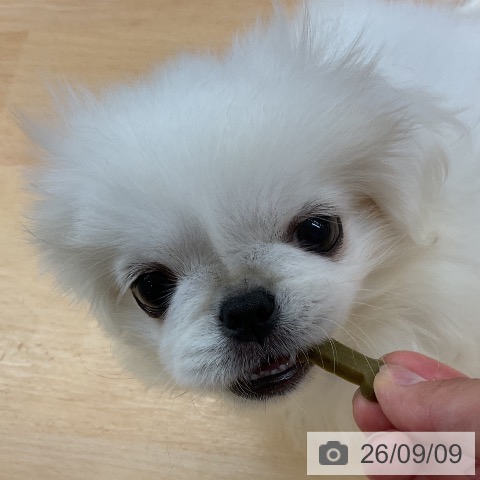 埼玉県のペキニーズ (ペットプラス 浦和美園店/2026年6月30日生まれ/男の子/クリーム)の子犬の4枚目の画像