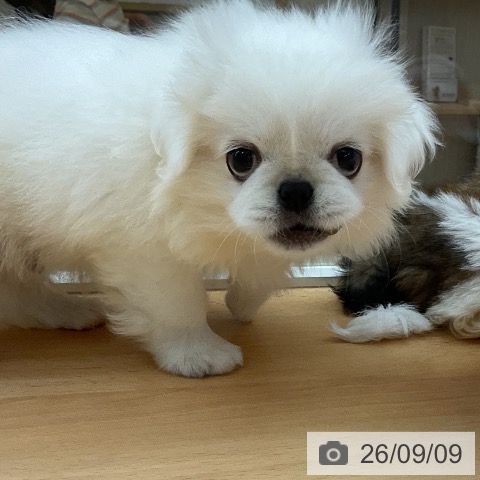 埼玉県のペキニーズ (ペットプラス 浦和美園店/2026年6月30日生まれ/男の子/クリーム)の子犬の3枚目の画像
