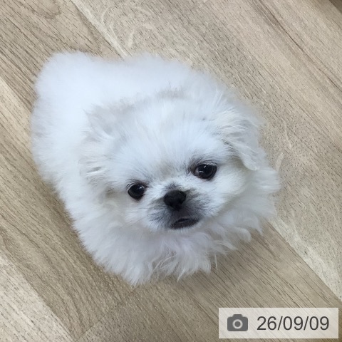 東京都のペキニーズ (ペットプラス 日の出店/2026年7月3日生まれ/女の子/クリーム)の子犬の4枚目の画像