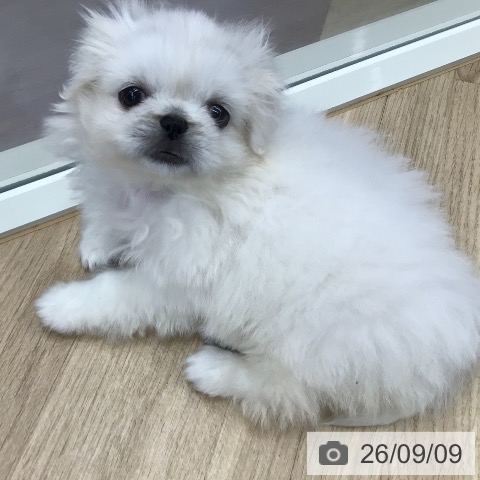 東京都のペキニーズ (ペットプラス 日の出店/2026年7月3日生まれ/女の子/クリーム)の子犬の3枚目の画像