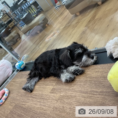 埼玉県のミニチュアシュナウザー (ペッツワン 吉川美南店/2026年7月3日生まれ/男の子/ブラックシルバー)の子犬の3枚目の画像