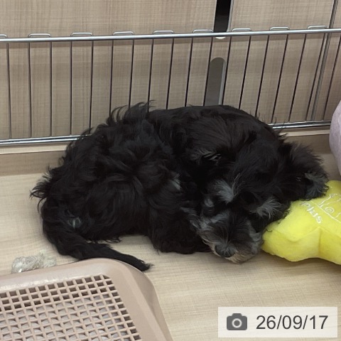 埼玉県のミニチュアシュナウザー (ペッツワン 浦和美園店/2026年7月3日生まれ/男の子/ブラックシルバー)の子犬の4枚目の画像