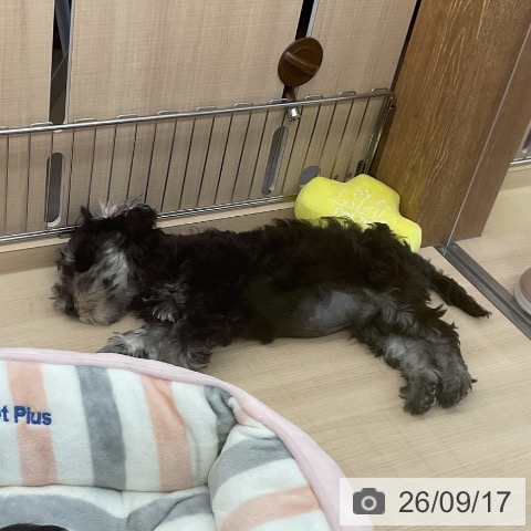 埼玉県のミニチュアシュナウザー (ペッツワン 浦和美園店/2026年7月3日生まれ/男の子/ブラックシルバー)の子犬の3枚目の画像