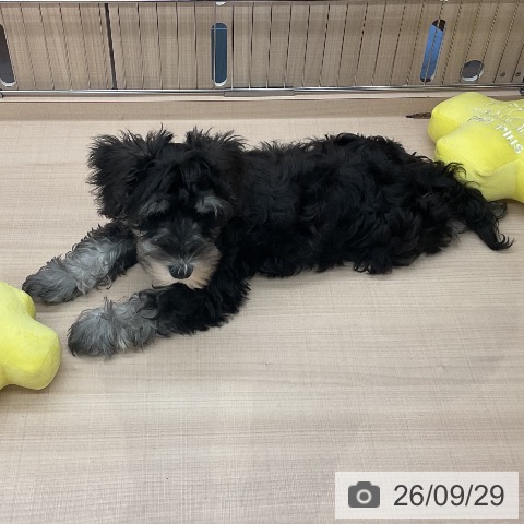 埼玉県のミニチュアシュナウザー (ペッツワン 浦和美園店/2026年7月3日生まれ/男の子/ブラックシルバー)の子犬の4枚目の画像