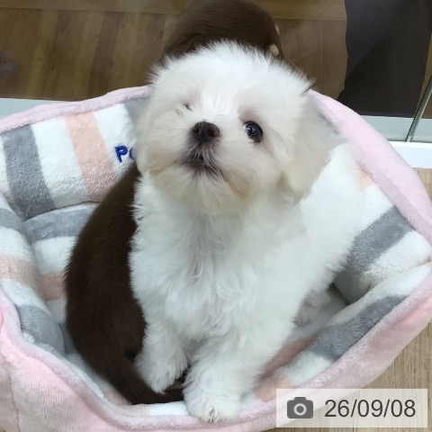 福島県のマルチーズ (ペットプラス 福島店/2026年7月7日生まれ/女の子/ホワイト)の子犬の4枚目の画像