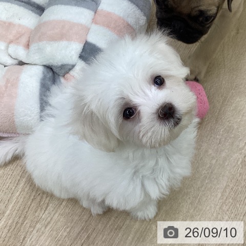 福島県のマルチーズ (ペットプラス 福島店/2026年7月7日生まれ/女の子/ホワイト)の子犬の3枚目の画像