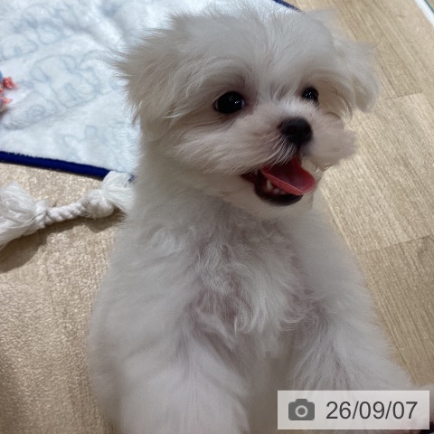 マルチーズの写真