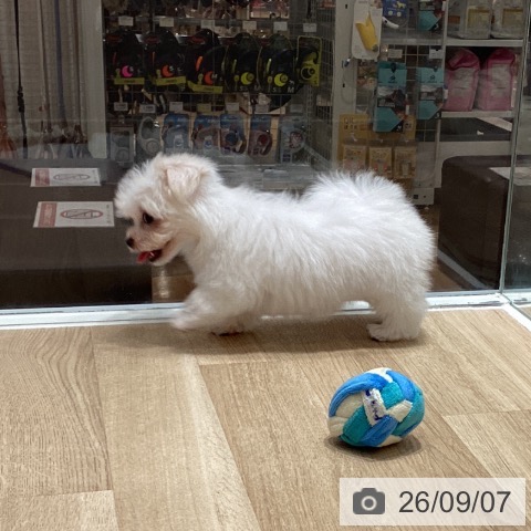 マルチーズの写真