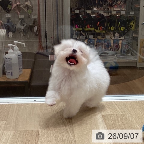 マルチーズの写真