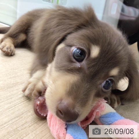 福島県のカニンヘンダックスフンド(ロング) (ペットプラス 福島店/2026年7月5日生まれ/男の子/チョコレートタン)の子犬の3枚目の画像