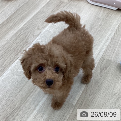 山梨県のトイプードル(トイ) (ペットプラス 甲府国母店/2026年7月8日生まれ/男の子/レッド)の子犬の3枚目の画像