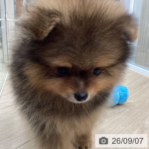 ポメラニアンの写真