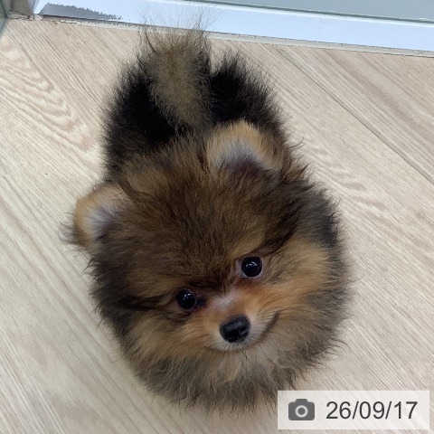 埼玉県のポメラニアン (ペットプラス 川口店/2026年7月8日生まれ/男の子/オレンジセーブル)の子犬の4枚目の画像
