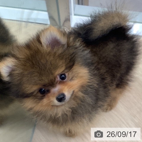埼玉県のポメラニアン (ペットプラス 川口店/2026年7月8日生まれ/男の子/オレンジセーブル)の子犬の3枚目の画像